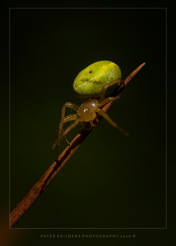 Fotografie