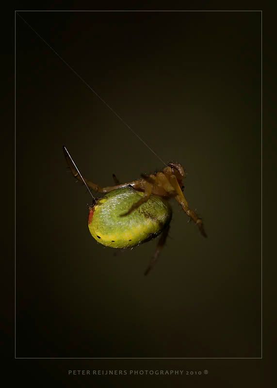 Fotografie