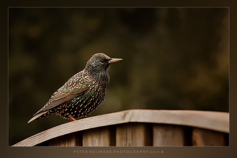 Fotografie