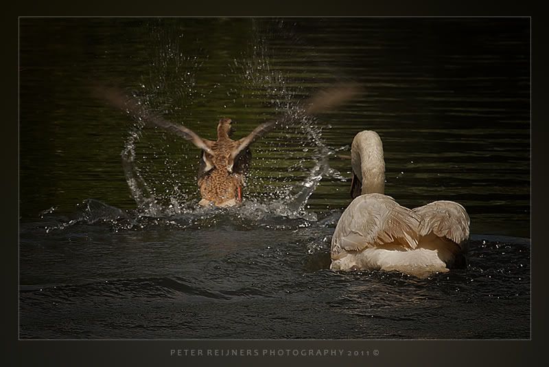 Fotografie