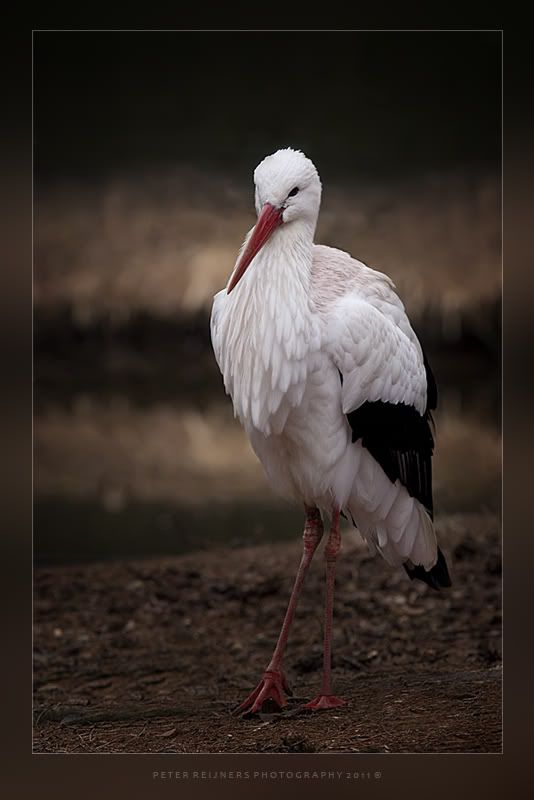 Fotografie