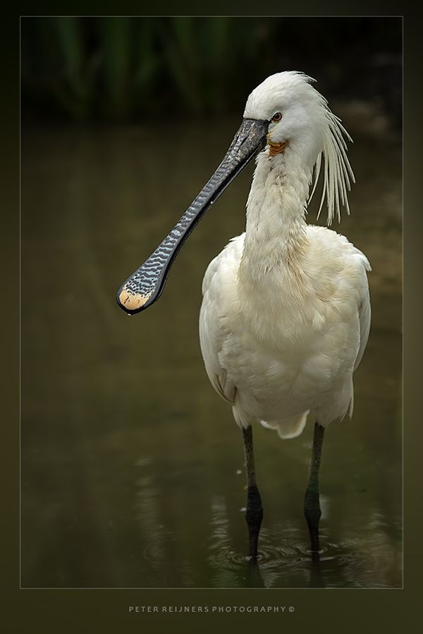 Fotografie