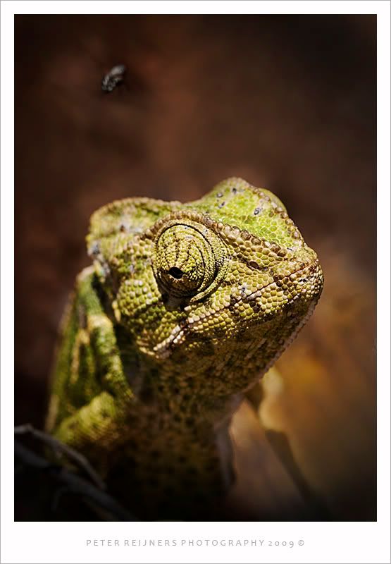 Fotografie