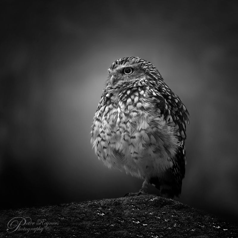 Fotografie