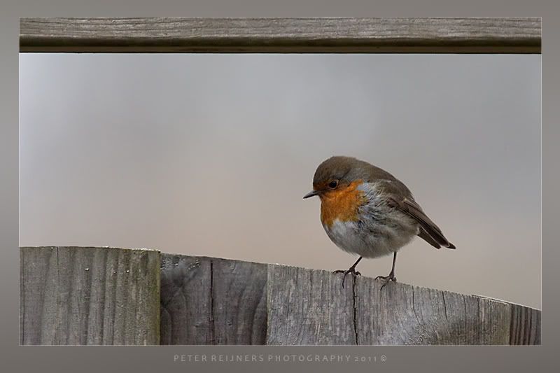 Fotografie