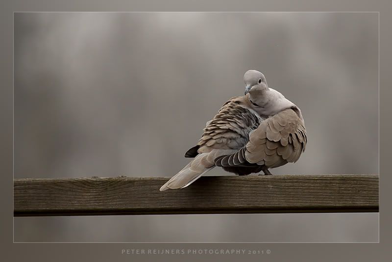 Fotografie