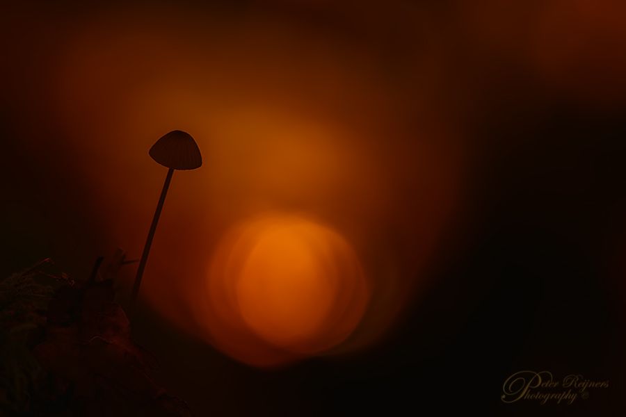 Fotografie