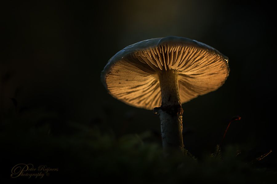 Fotografie