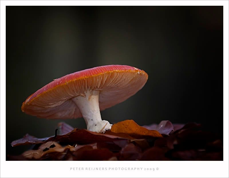 Fotografie