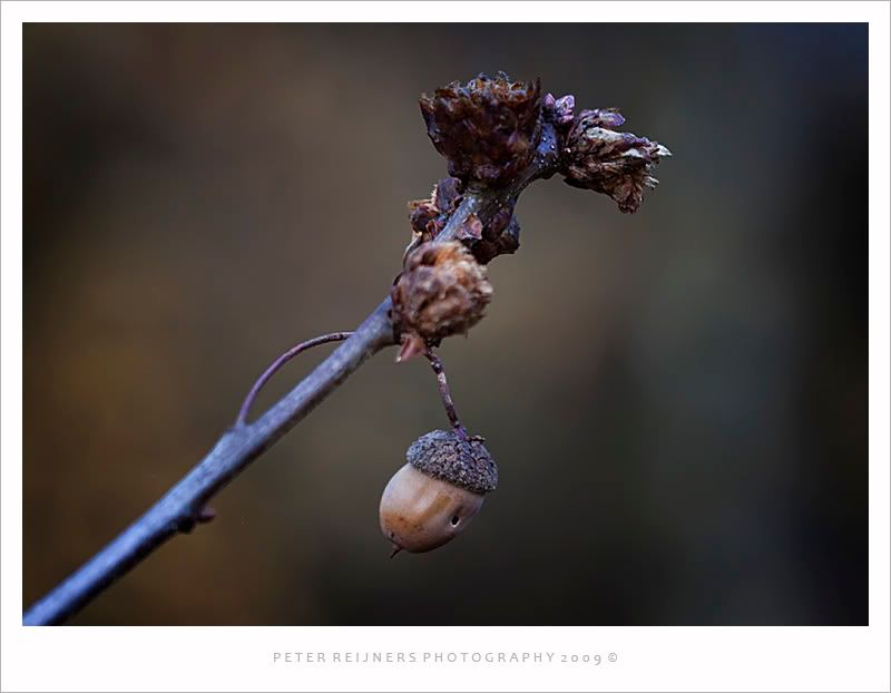 Fotografie