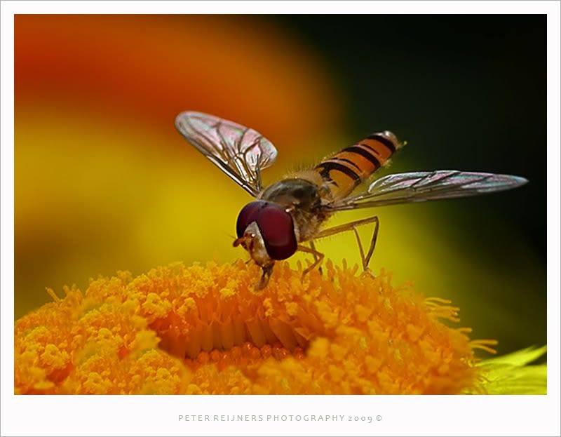 Fotografie