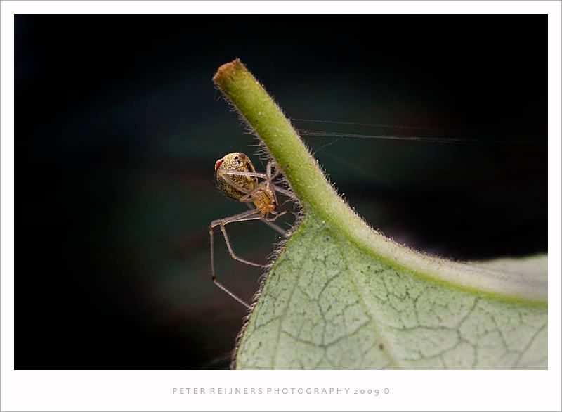 Fotografie