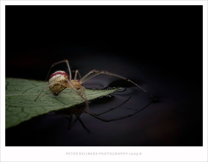Fotografie