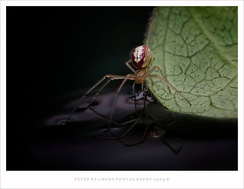 Fotografie