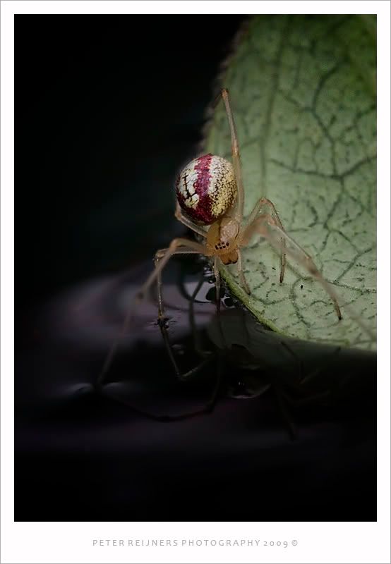 Fotografie