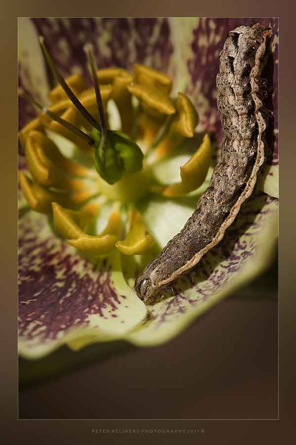 Fotografie