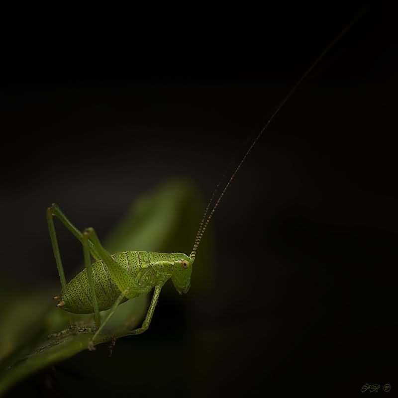 Fotografie