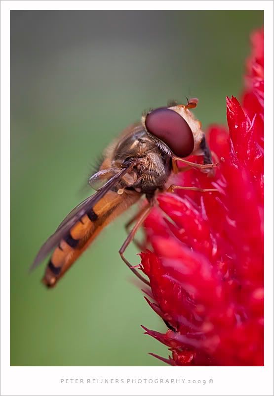 Fotografie