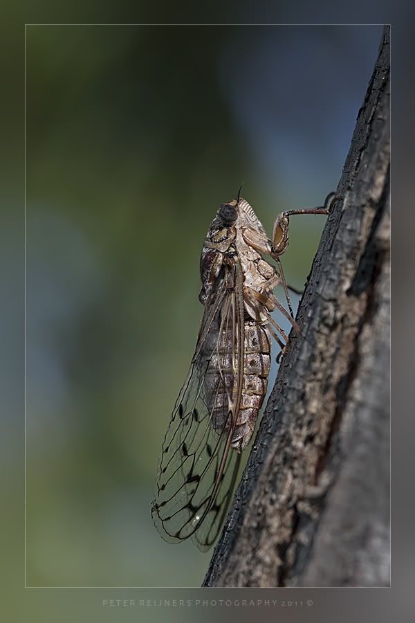 Fotografie