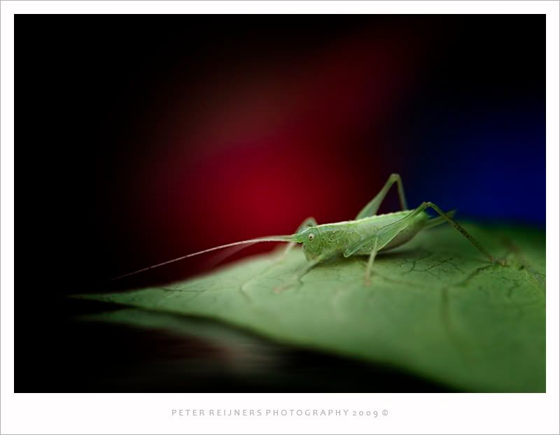 Fotografie