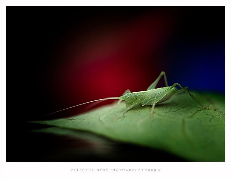 Fotografie