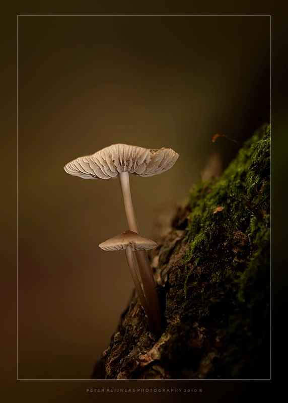 Fotografie
