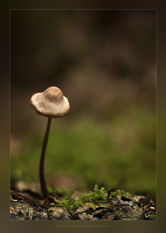 Fotografie