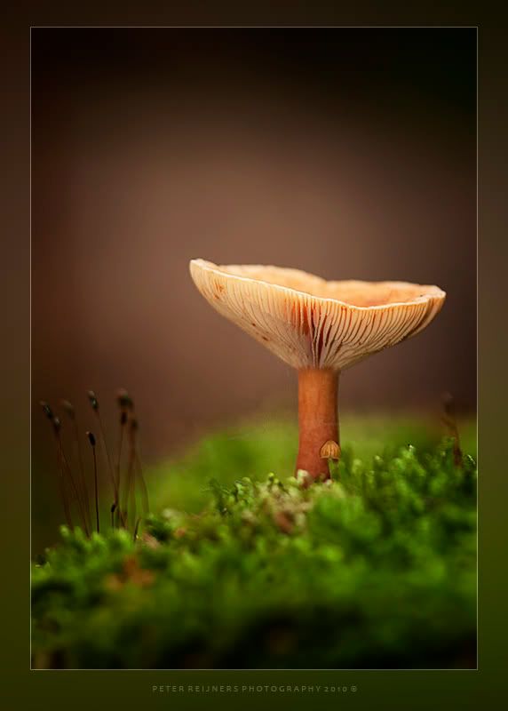Fotografie