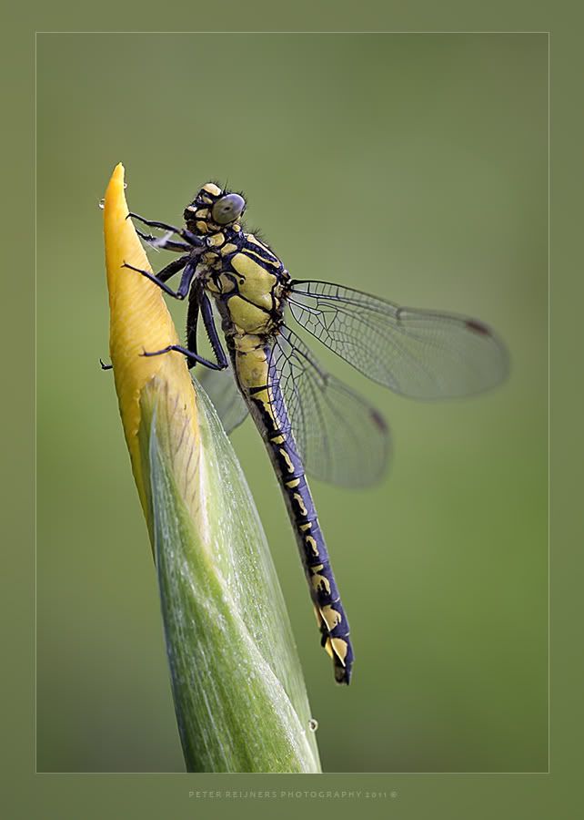 Fotografie