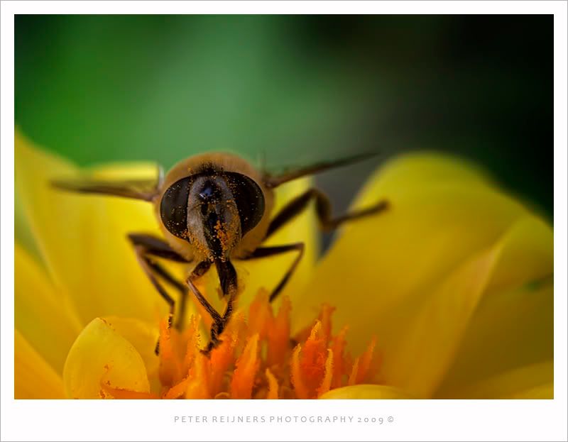 Fotografie