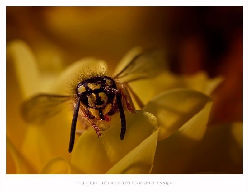 Fotografie