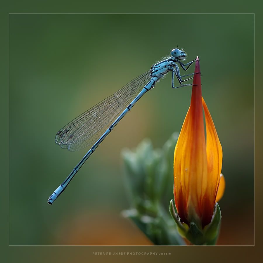 Fotografie