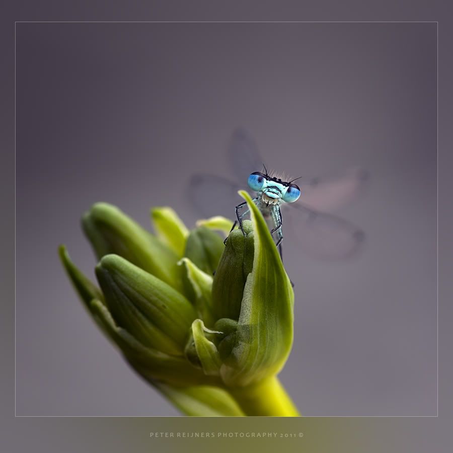 Fotografie