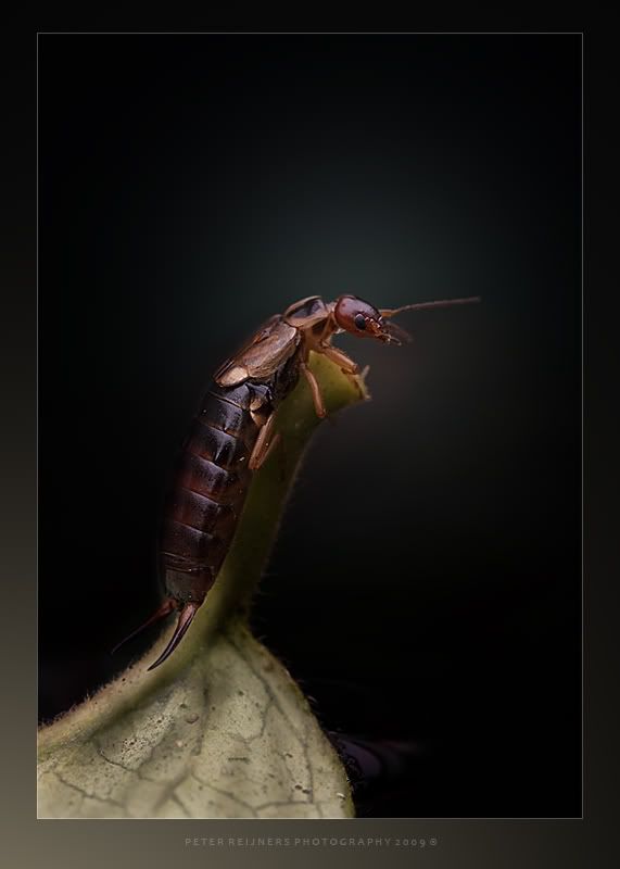 Fotografie