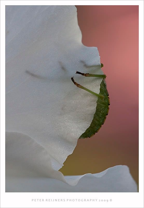 Fotografie