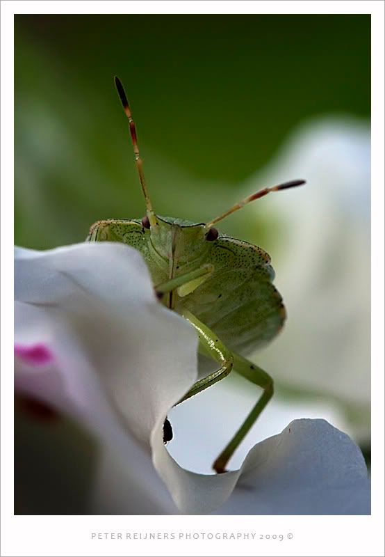 Fotografie