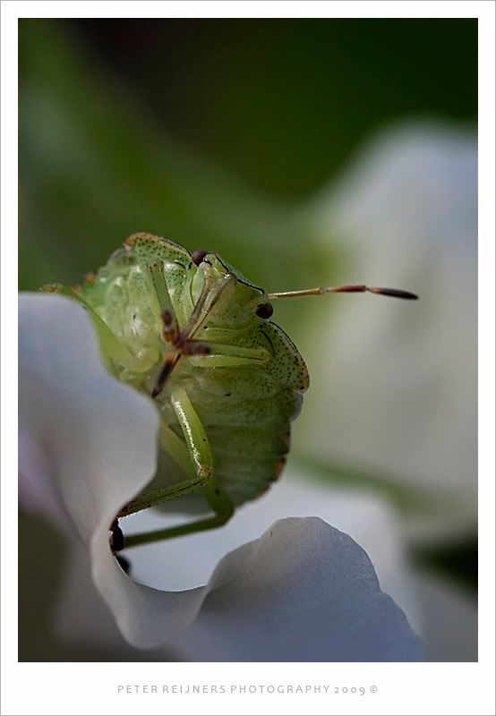 Fotografie