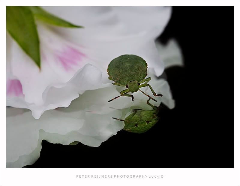 Fotografie