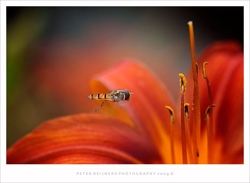 Fotografie