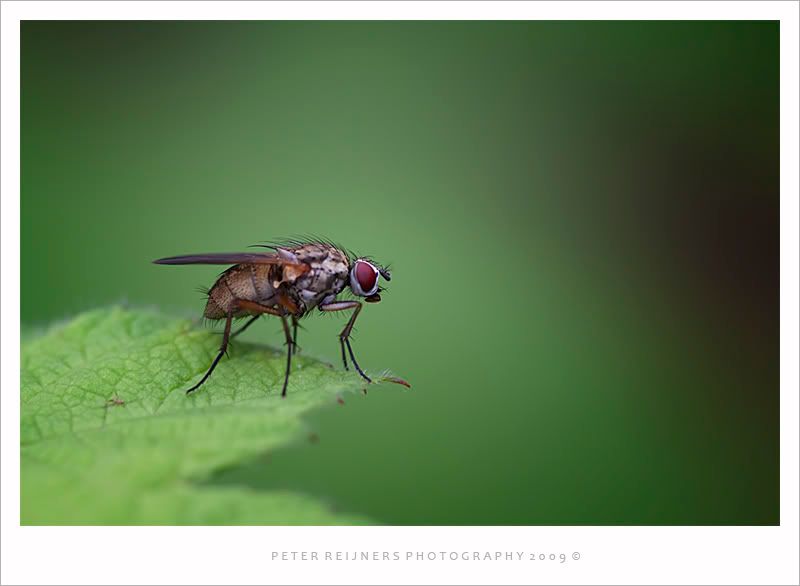 Fotografie