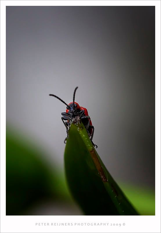 Fotografie