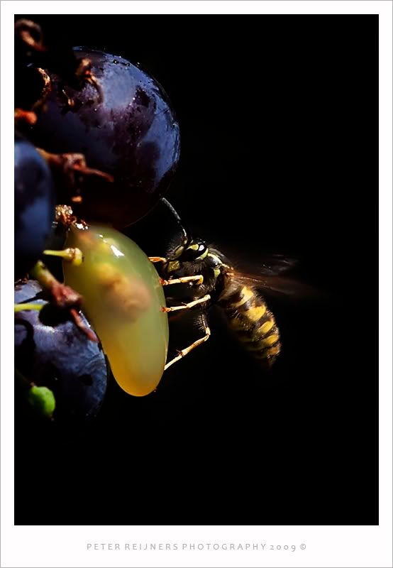 Fotografie
