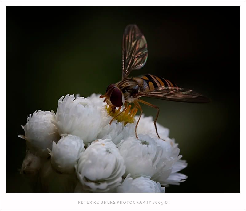 Fotografie