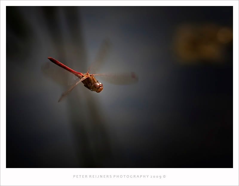 Fotografie