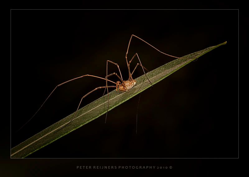 Fotografie