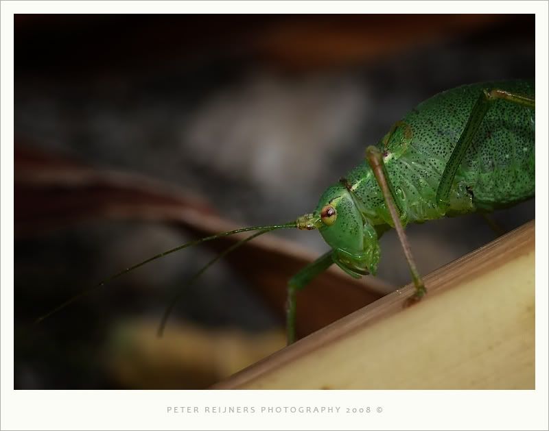 Fotografie