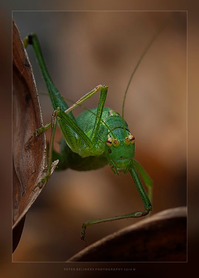 Fotografie