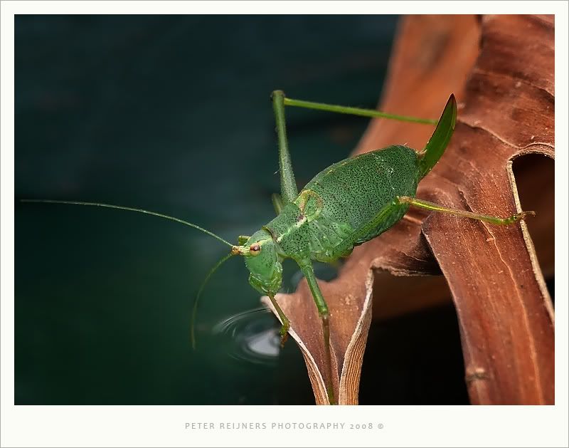 Fotografie