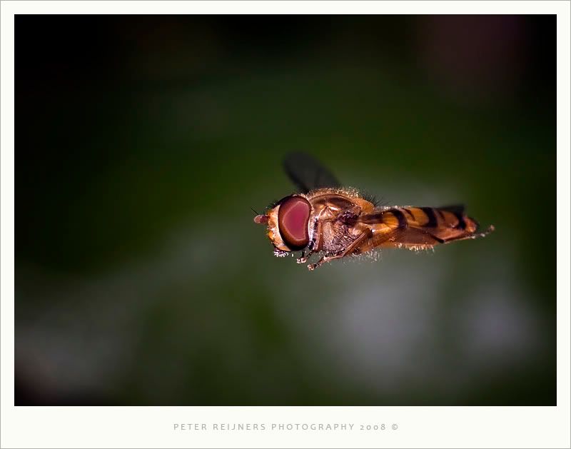 Fotografie
