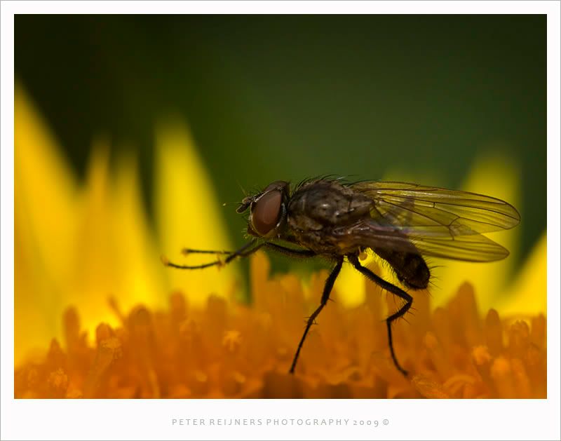 Fotografie